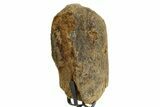 Fossil Triceratops Rib Section w/ Metal Stand - South Dakota #363619-2